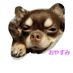 [LINEスタンプ] my dog chihuahua