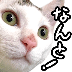 [LINEスタンプ] ねこスタンプ（ヅラねこ大五郎）