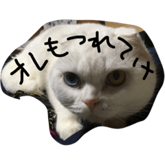 [LINEスタンプ] カラコン猫と犬