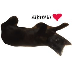 [LINEスタンプ] 茶々さん