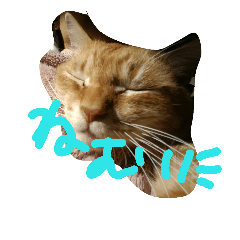 [LINEスタンプ] 猫のミーたん