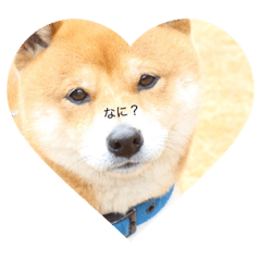[LINEスタンプ] Dog...YS