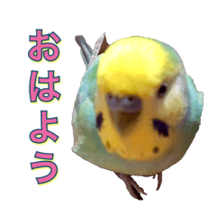 [LINEスタンプ] インコのポンちゃん（挨拶・会話）