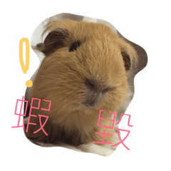 [LINEスタンプ] Potato is a Guinea pig ！