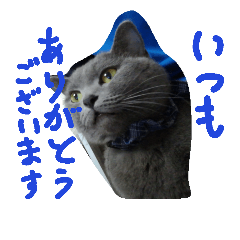 [LINEスタンプ] 灰猫フォトスタンプ(40個版)