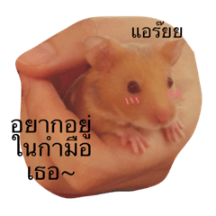 [LINEスタンプ] Sanimsoi The Hamster