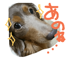 [LINEスタンプ] やんちゃ**ダックス
