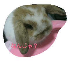 [LINEスタンプ] tanpopousagi