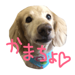 [LINEスタンプ] 愛犬ルイの日常会話