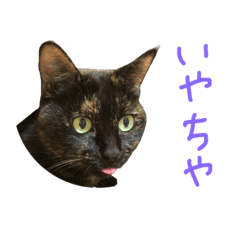 [LINEスタンプ] サビ猫好きに送るスタンプ