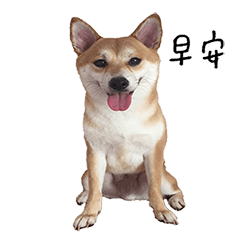 [LINEスタンプ] Shiba Niangao's daily