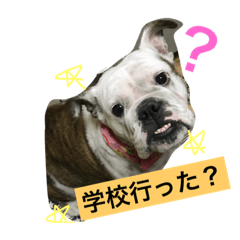 [LINEスタンプ] 愛犬ぶる子のスタンプ