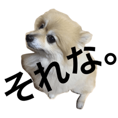 [LINEスタンプ] 可愛すぎる毛玉犬