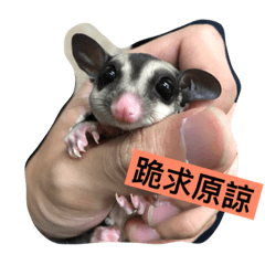 [LINEスタンプ] Petaurus breviceps life