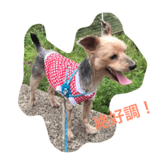 [LINEスタンプ] 犬くんスタンプ（使い所が難しい）