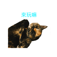 [LINEスタンプ] Take-off cat1