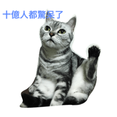 [LINEスタンプ] Haru the cat in dairy life