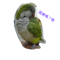 [LINEスタンプ] KAWAYIBird