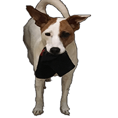 [LINEスタンプ] Jack Russell Terrier SO Cute 2