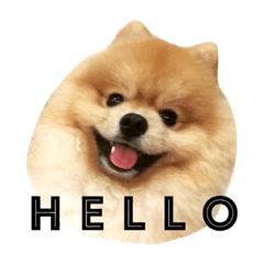 [LINEスタンプ] Kuma de Bear - The Funny Pomeranian