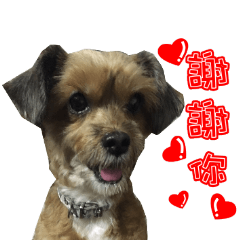 [LINEスタンプ] Cat ＆ dog love each other in family-Dog