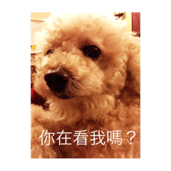 [LINEスタンプ] Lovely Baby Dog Comes 1st