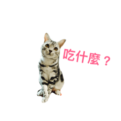 [LINEスタンプ] MiMi Jiang