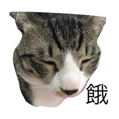 [LINEスタンプ] Cat Milk ＆ Blackie