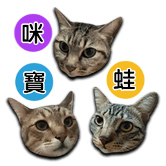 [LINEスタンプ] Ttabby cats