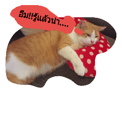 [LINEスタンプ] ginger catty