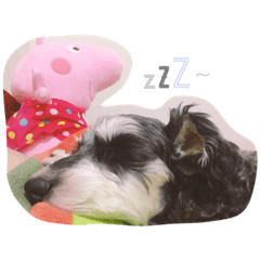 [LINEスタンプ] dog Schnauzer cute