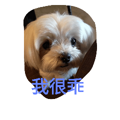 [LINEスタンプ] QQ Dog QQ