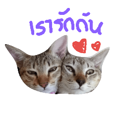 [LINEスタンプ] Tung＆Tang crazy cat