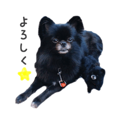 [LINEスタンプ] 愛犬ココちゃん＊