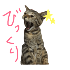 [LINEスタンプ] 猫のみかんと子猫のトラ