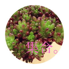 [LINEスタンプ] 愛しの多肉植物