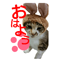 [LINEスタンプ] 三毛虎あいちゃん