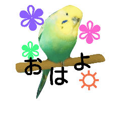 [LINEスタンプ] 癒しのセキセイインコスタンプ