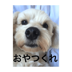 [LINEスタンプ] ウッディくん