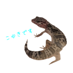 [LINEスタンプ] ちゃこゆきのすたんぷ