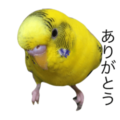 [LINEスタンプ] インコのりーちゃん