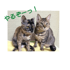 [LINEスタンプ] 愛猫ペレロナの日常会話