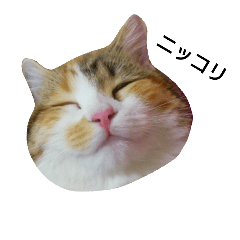 [LINEスタンプ] 猫師匠スタンプ3