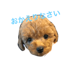 [LINEスタンプ] 岡家のわんこスタンプ