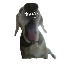 [LINEスタンプ] 写真de伝えることば(ペット編)