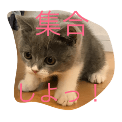 [LINEスタンプ] ブリショの仔猫