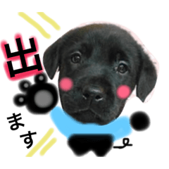 [LINEスタンプ] cute my dog 1