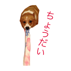 [LINEスタンプ] 忠犬コロンちゃん