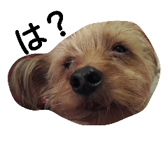 [LINEスタンプ] yorkie's sticker