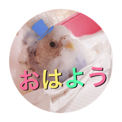 [LINEスタンプ] セキセイインコのラムネさん